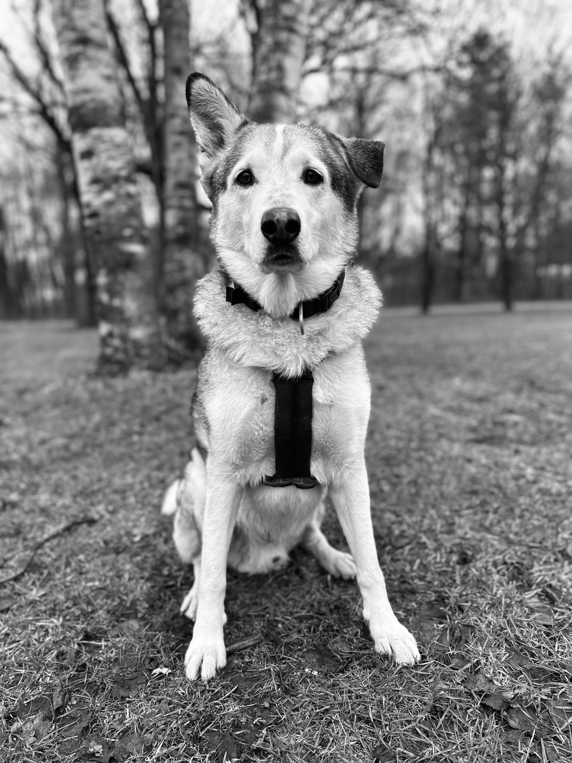 Nanook mit einem stehenden und einem geklappten Ohr im Wald